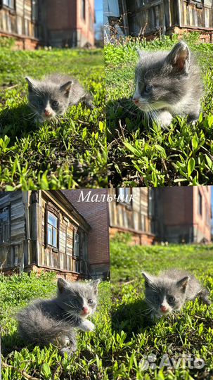 Отдам котят