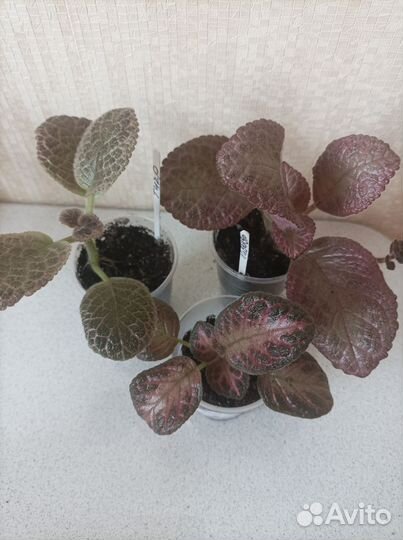 Эписция, 15 сортов