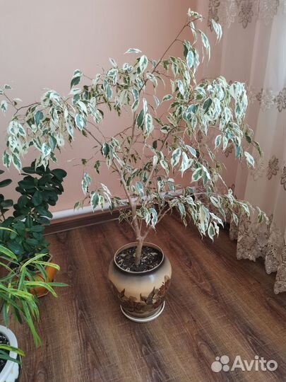 Комнатные растения