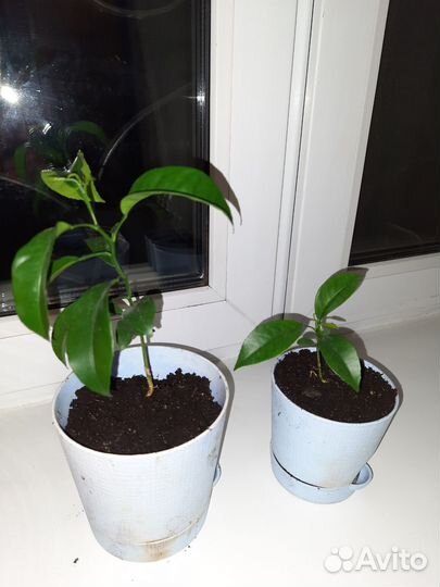 Саженцы мандарина