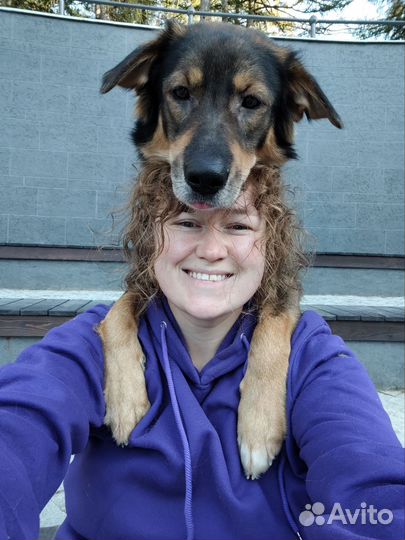 Выгул собак