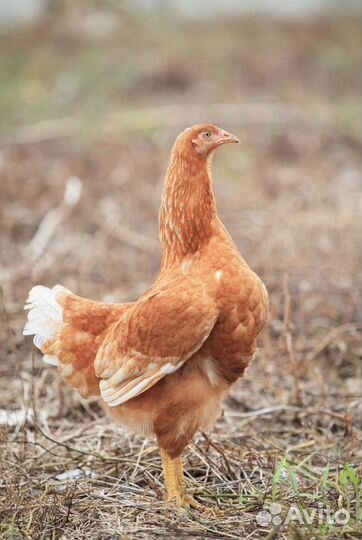 Куры несушки