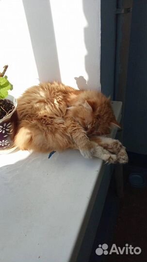 Коту нужен дом