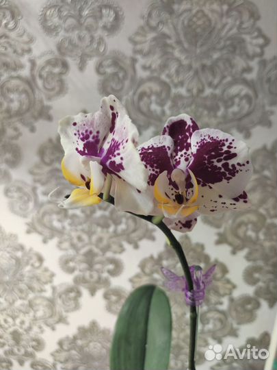 Орхидея Пиниф