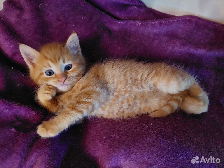 Котята ищут дом