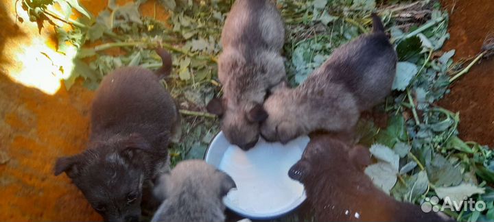 Щенок в добрые руки