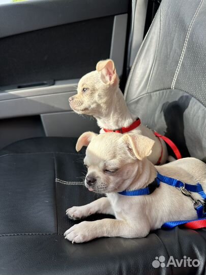 Чихуахуа мини