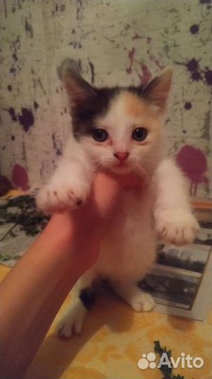 Котята в дар бесплатно