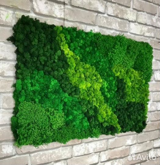 Панно из стабилизированного мха, продажа мха