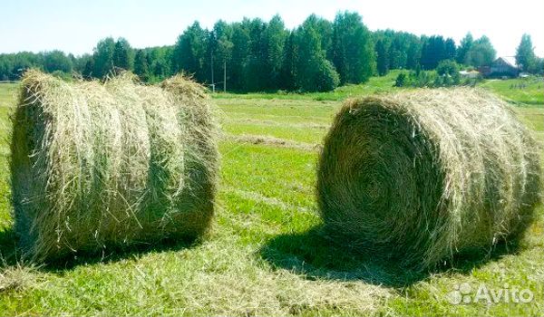 Сено