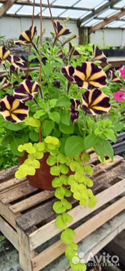 Рассада цветов в кашпо