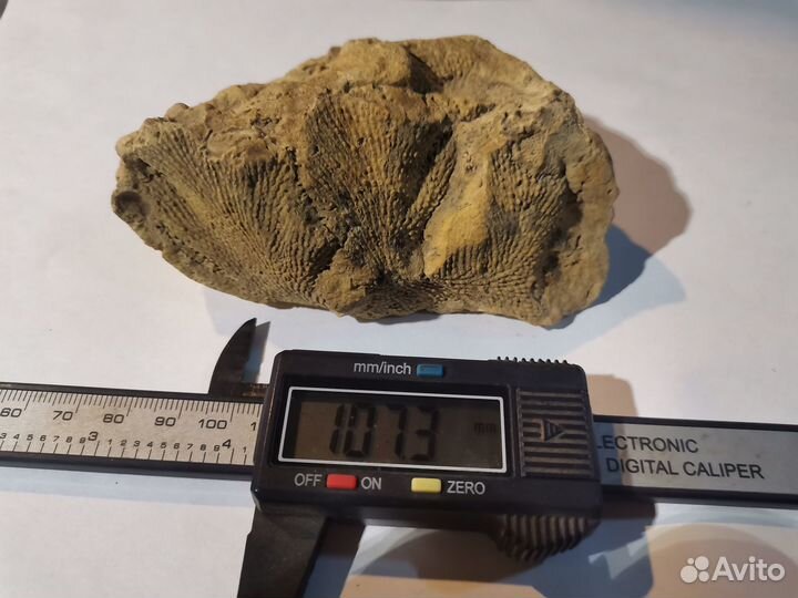 Окаменелость растение