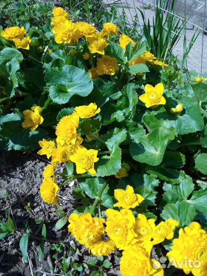 Додекатион, калужница махровая, флокс растопыреный