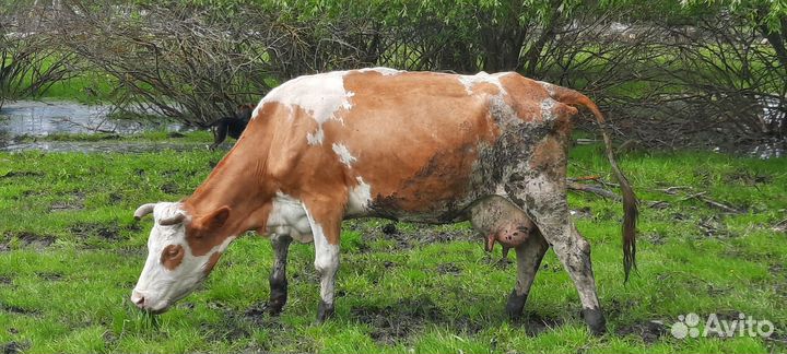 Корова дойная с теленком