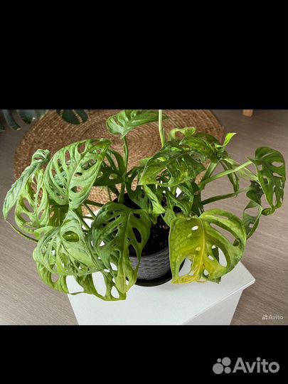 Монстера манки