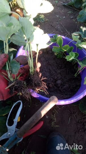 Рассада.Саженцы клубники Альба, Нелли, Азия, Клери