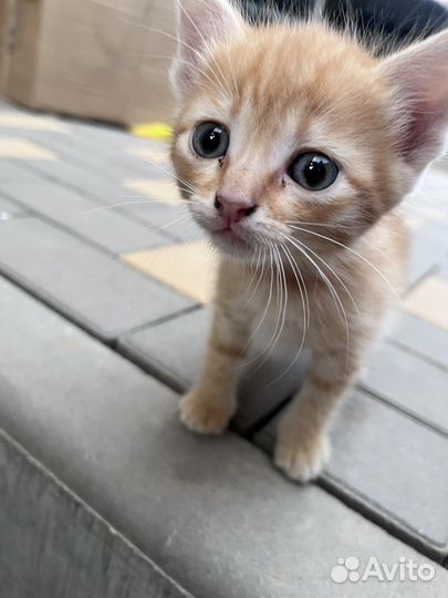 Котятки в добрые руки