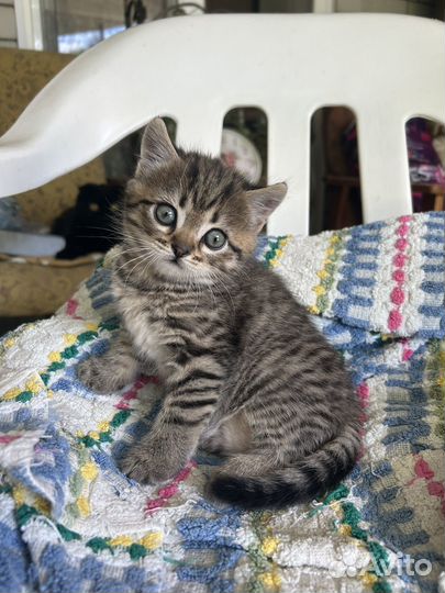 Котенок в добрые руки
