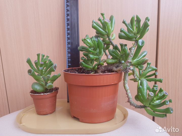 Толстянка Крассула овата Хоббит