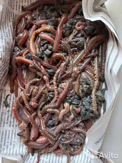 Морской червь живой