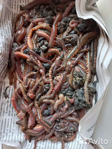 Морской червь живой