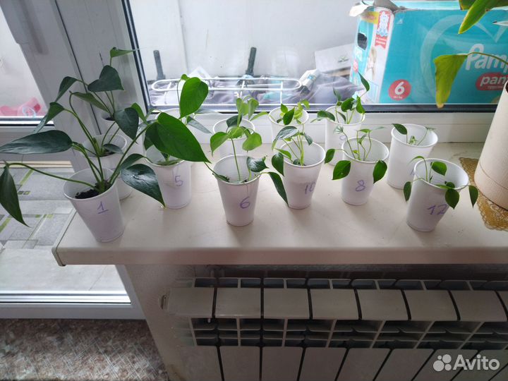 Антуриум Красный