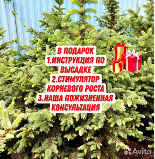 Голубые Ели с гарантией и посадкой