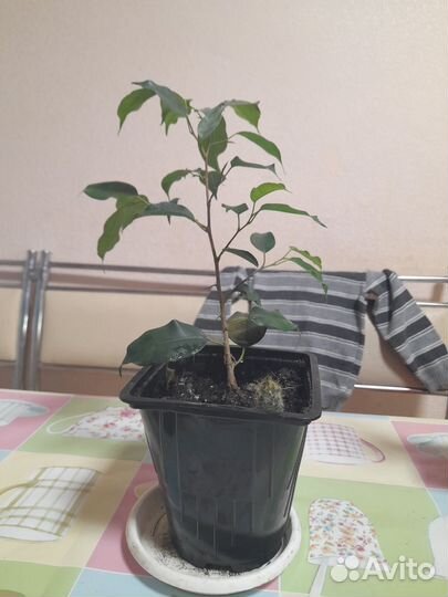 Комнатные цветы
