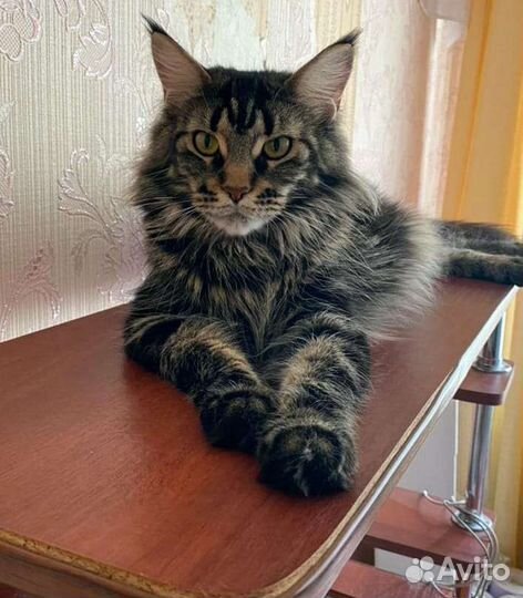 Котята мейн-кун