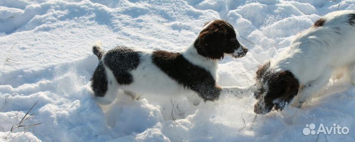 Английский Спрингер Спаниель