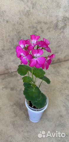 Герань, пеларгония