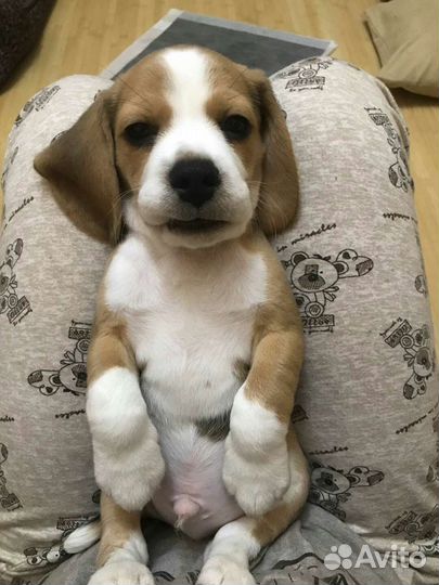 Бигль щенки