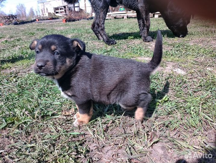 Щенки в добрые руки даром