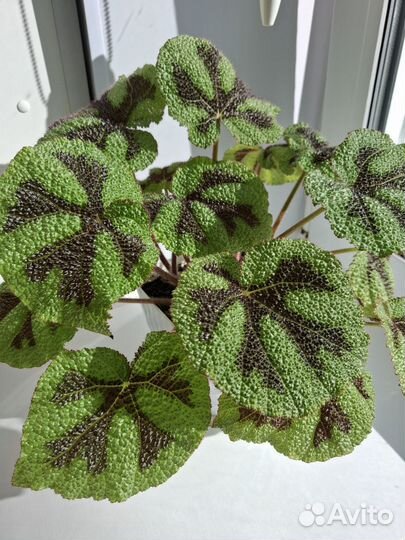 Бегония Мэсона