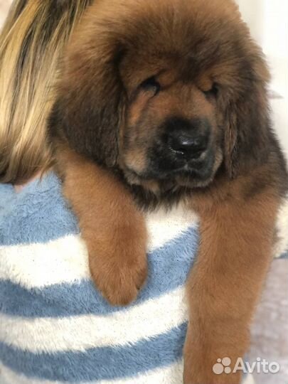 Тибетский мастиф щенки