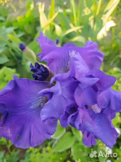 Ирисы, не высокие