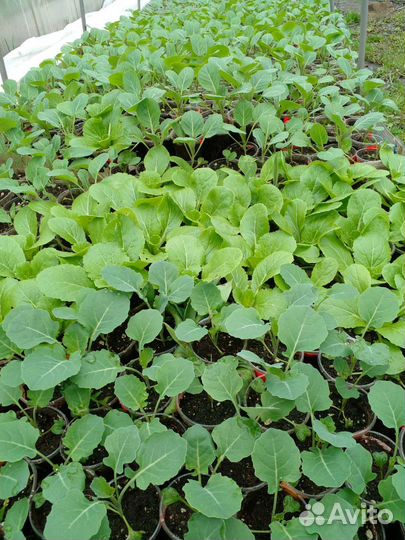 Рассада ранней капусты