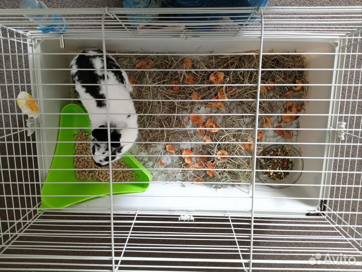 Продам кролика с клеткой