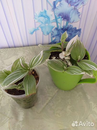 Комнатные растения