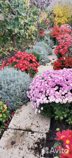 Мультифлоры, хризантема, кусты и маточники