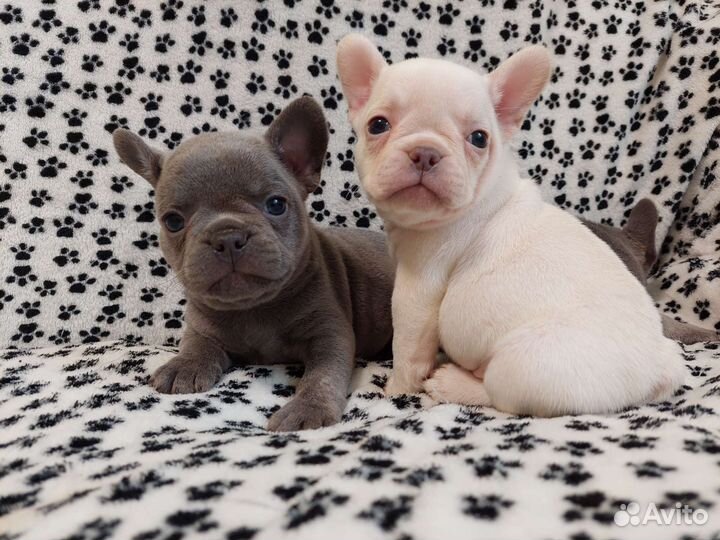 Кремовый Мальчик