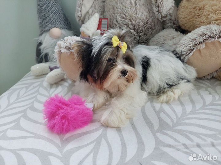 Бивер щенки