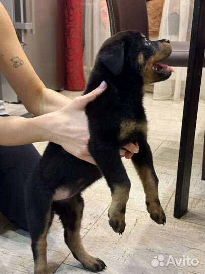 Щенки ротвейлера