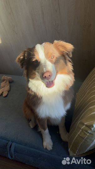 Аусси в добрые руки