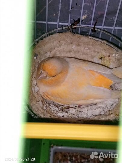 Кенара и канарейки