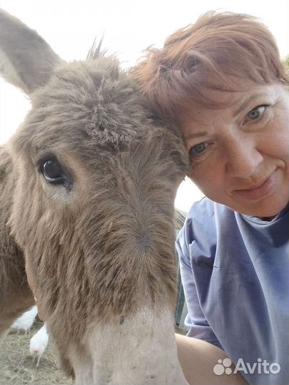 Ослик. Мальчик