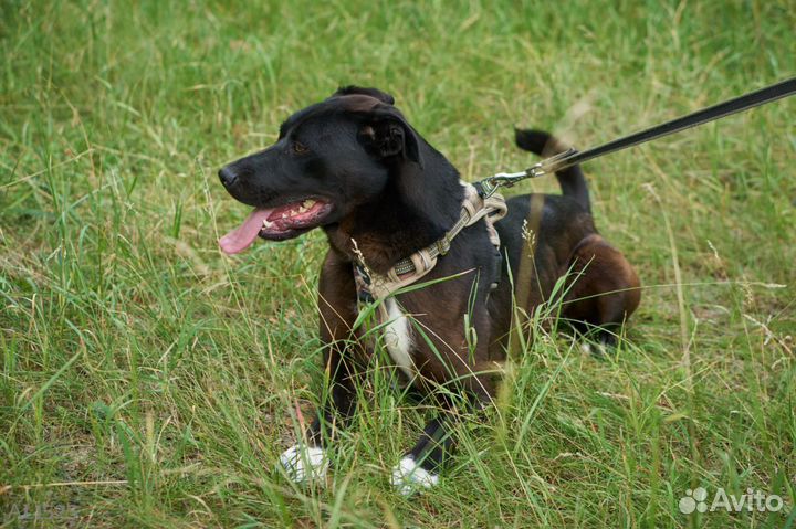 Собака в добрые руки. Олаф