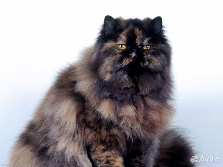 Британские котята