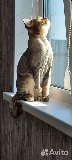 Груминг (стрижка) кошек с выездом 