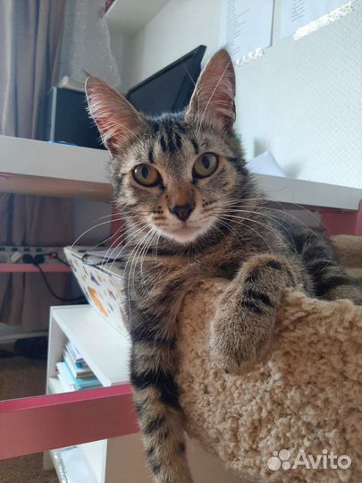 Юная кошечка Мэри хочет домой